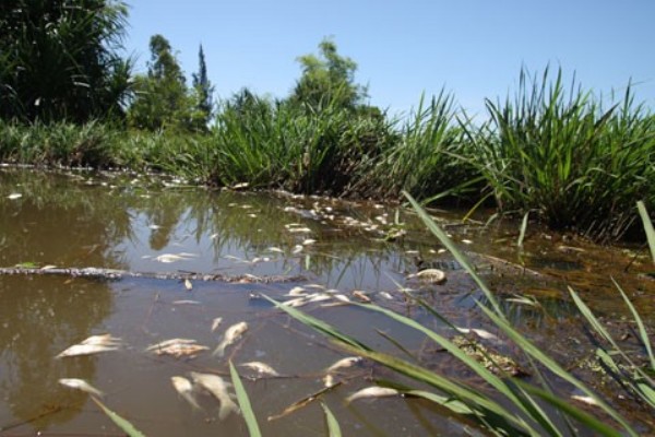 Tình trạng ô nhiễm nguồn nước nặng tại khu công nghiệp Hưng Yên