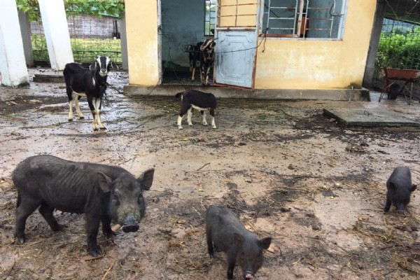 Những công trình nước sạch bị bỏ hoang
