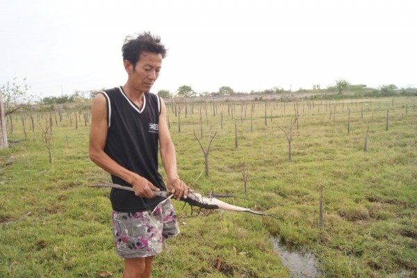 Xác định nguyên nhân đất nhiễm mặn, cây trồng bị chết tại Vĩnh Tân, Bình Thuận
