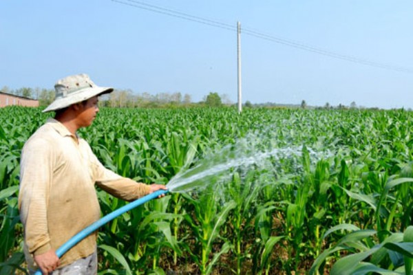 Nước máy có tưới cây được không