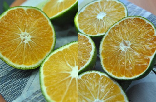 Cách phân biệt cam Trung Quốc với cam Việt Nam chuẩn 100%
