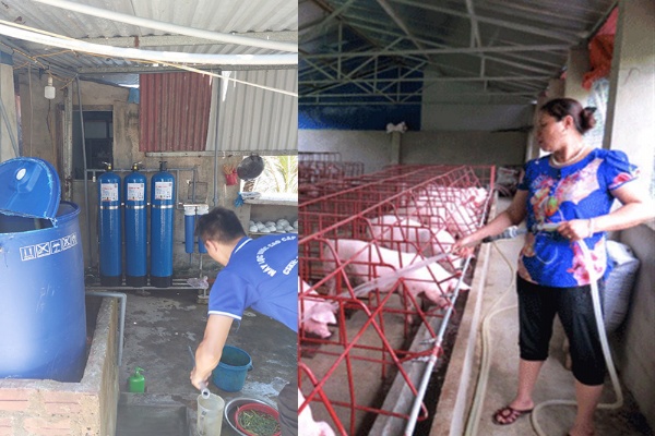 Cách chăn nuôi lợn hiệu quả nhờ việc sử dụng nguồn nước thích hợp