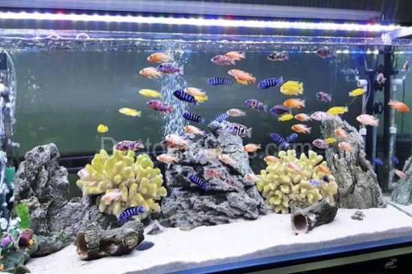 Những cách xử lý nước bể nuôi cá cảnh không bị chết- Dân chơi cá Koi nên biết