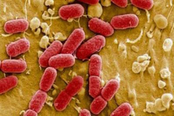 Khuẩn E.coli đáng sợ thế nào?