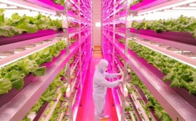 Bảo quản thực phẩm là ứng dụng phổ biến của đèn UV